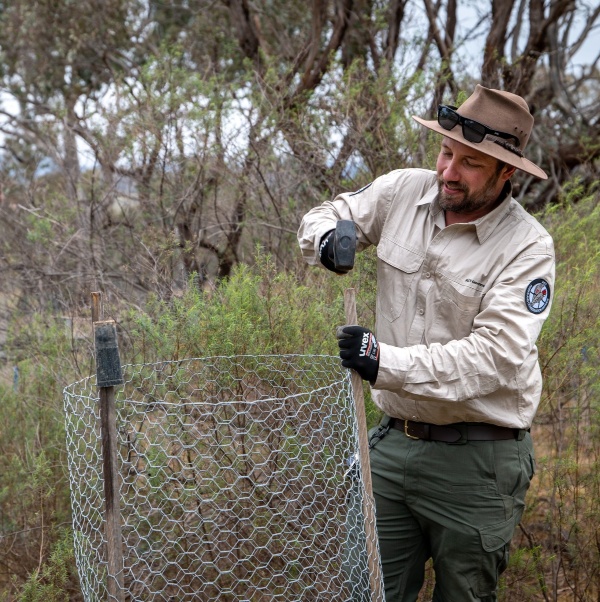 Smiling ranger fixing a circular wire plant protector in a natural reserve.