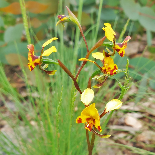 Tiger orchids (Diuris sulphurea) photographed on the Boboyan Trig trail in Namadgi National park.