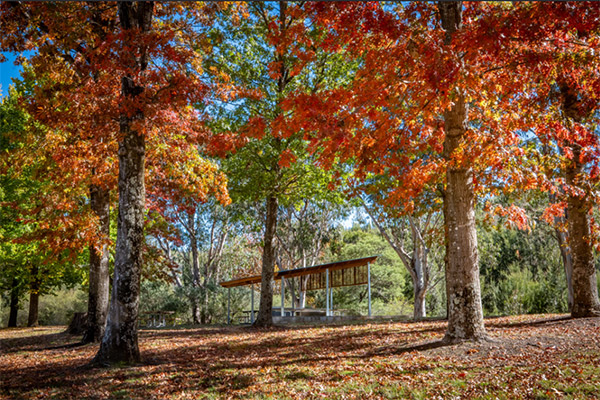 Brightly coloured autum trees at Cotter Bend provide dappled shade over a picnic shelter, with fallen leaves carpeting the grass below.