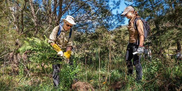 Two people standing in the bush wearing gloves and hats weeding a plant.