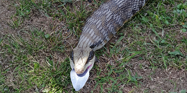A blue tongue lizard with its tongue out.