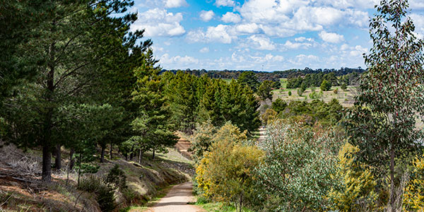 View along walking trail at Stromlo Pines