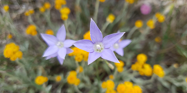 A light purple flower with yellow flowers behind it.