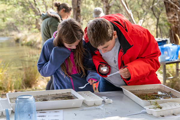 A male and female child look down at trays of water containing waterbugs to see which ones they can identify.