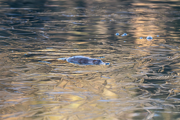A platypus surfaces in icy water in the Tidbinbilla Sanctuary.